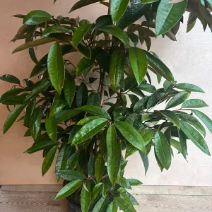 Purple Star Apple Live Plant, 3 Gallon Pot, Grafted Caimito Tree - Image 3