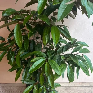 Purple Star Apple Live Plant, 3 Gallon Pot, Grafted Caimito Tree - Image 4