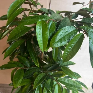 Purple Star Apple Live Plant, 3 Gallon Pot, Grafted Caimito Tree - Image 6