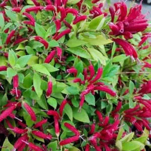 Purple Star Lipstick Live Plant - Aeschynanthus radicans - Trailing Houseplant, 4-6