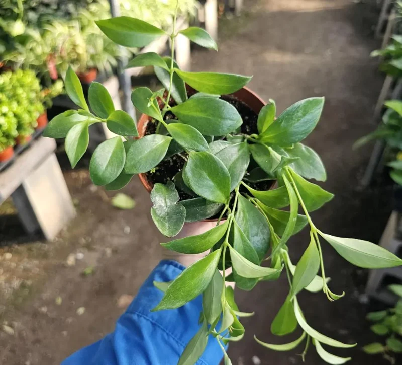 Purple Star Lipstick Live Plant - Aeschynanthus radicans - Trailing Houseplant, 4-6" Tall, 2" Pot - Image 3