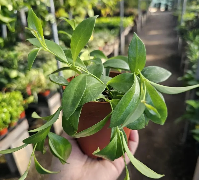 Purple Star Lipstick Live Plant - Aeschynanthus radicans - Trailing Houseplant, 4-6" Tall, 2" Pot - Image 5