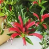 Purple Star Lipstick Live Plant - Aeschynanthus radicans - Trailing Houseplant, 4-6" Tall, 2" Pot - Image 1