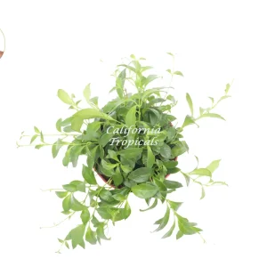 Purple Star Lipstick Plant – Aeschynanthus – Live Plant – 6 Inch Pot – Indoor Trailing Houseplant - Image 2