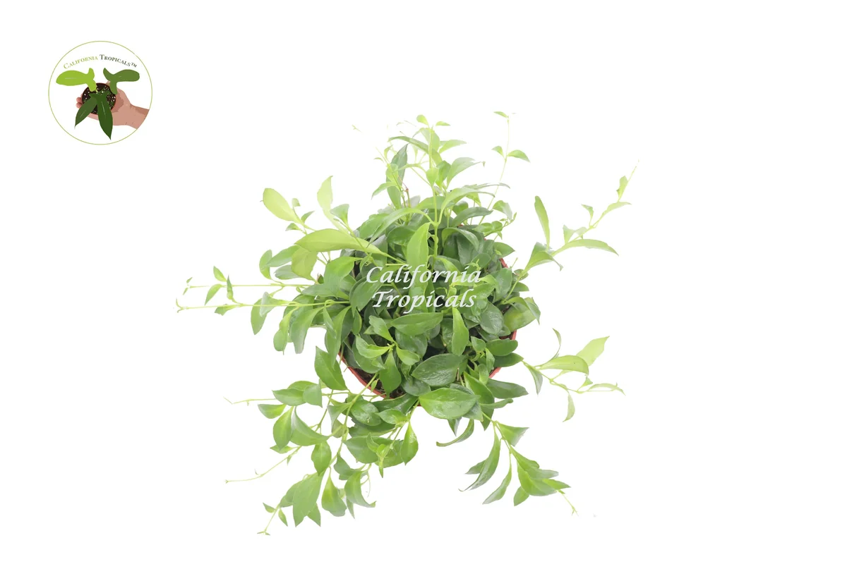 Purple Star Lipstick Plant – Aeschynanthus – Live Plant – 6 Inch Pot – Indoor Trailing Houseplant - Image 2