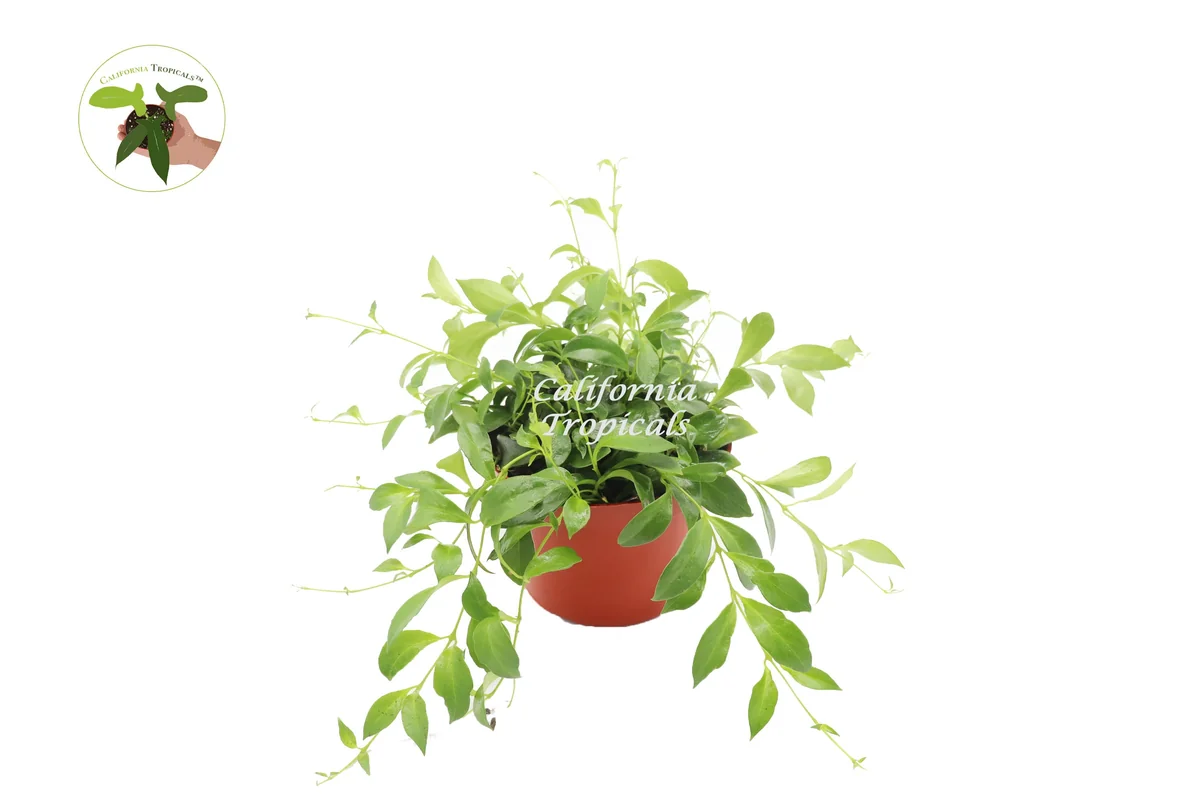 Purple Star Lipstick Plant – Aeschynanthus – Live Plant – 6 Inch Pot – Indoor Trailing Houseplant - Image 1