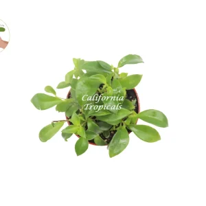 Purple Star Lipstick Plant Live Plant - 4 inch Nursery Pot - Indoor Houseplant - Image 2