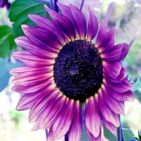 Purple Sunflower Seeds 'Violet Glow' - 50 Seeds, Annual, Outdoor - Image 3