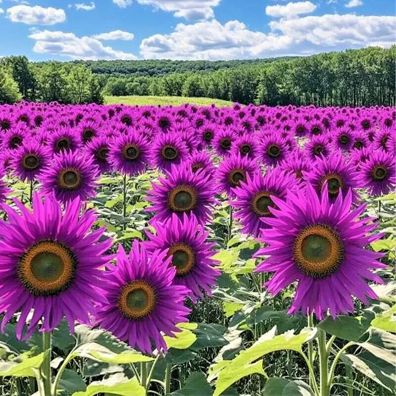Purple Sunflower Seeds 'Violet Glow' - 50 Seeds, Annual, Outdoor - Image 1