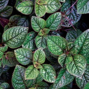 Purple Swedish Ivy Live Plant – 4