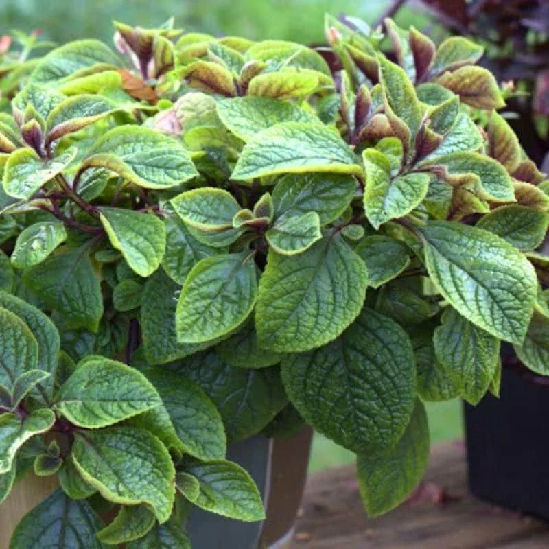 Purple Swedish Ivy Live Plant – 4" Pot Trailing Houseplant, Easy Care Indoor - Image 4
