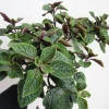 Purple Swedish Ivy Live Plant – 4" Pot Trailing Houseplant, Easy Care Indoor - Image 1