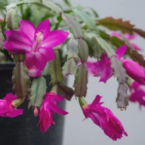 Purple Thanksgiving Cactus Live Plant - 2in Pot - Indoor - Image 2