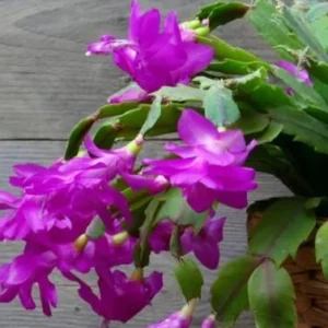 Purple Thanksgiving Cactus Live Plant – 4in Pot – Indoor Flowering Plant - Image 3