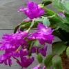 Purple Thanksgiving Cactus Live Plant - 6in Pot - Indoor Holiday Bloom - Image 1
