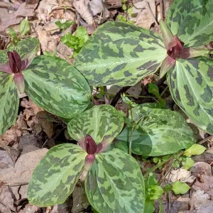 Purple Toad Trillium Bulbs - Sweet Betsy Trillium - Woodland Plant - Image 2