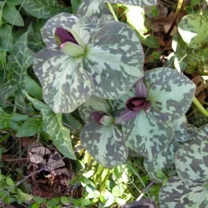 Purple Toad Trillium Bulbs - Sweet Betsy Trillium - Woodland Plant - Image 4