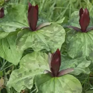 Purple Toad Trillium Bulbs - Sweet Betsy Trillium - Woodland Plant - Image 6