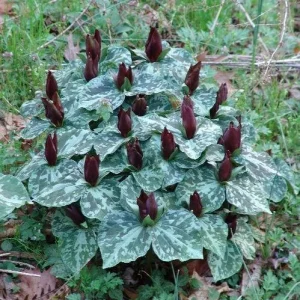 Purple Toad Trillium Bulbs - Sweet Betsy Trillium - Woodland Plant - Image 7