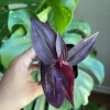 Purple Wandering Jew Live Plant – 2 inch Pot – Easy Care Indoor Houseplant - Image 1