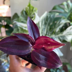 Purple Wandering Jew Live Plant – 2 inch Pot – Easy Care Indoor Houseplant - Image 2