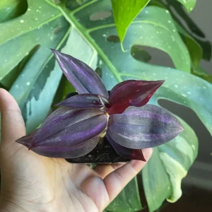 Purple Wandering Jew Live Plant – 2 inch Pot – Easy Care Indoor Houseplant - Image 3