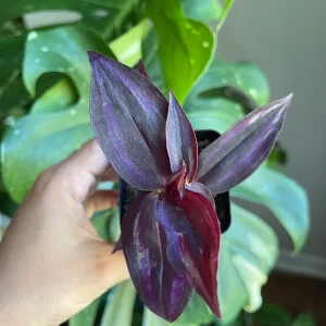 Purple Wandering Jew Live Plant – 2 inch Pot – Easy Care Indoor Houseplant - Image 1