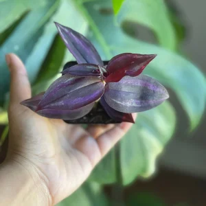 Purple Wandering Jew Live Plant – 2 inch Pot – Easy Care Indoor Houseplant - Image 4