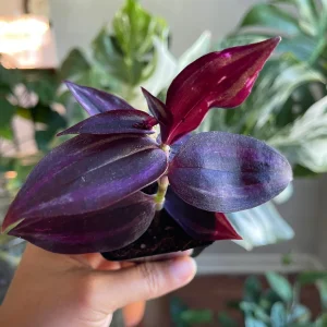 Purple Wandering Jew Live Plant – 2 inch Pot – Easy Care Indoor Houseplant - Image 5