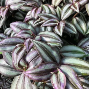 Purple Wandering Jew Live Plant - 4 Inch Pot - Tradescantia Zebrina Indoor Houseplant - Image 2