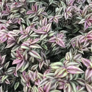 Purple Wandering Jew Live Plant - 4 Inch Pot - Tradescantia Zebrina Indoor Houseplant - Image 3