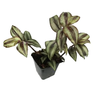 Purple Wandering Jew Live Plant - 4 Inch Pot - Tradescantia Zebrina Indoor Houseplant - Image 5