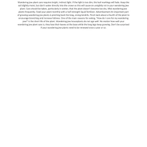 Purple Wandering Jew Live Plant - 4 Inch Pot - Tradescantia Zebrina Indoor Houseplant - Image 6