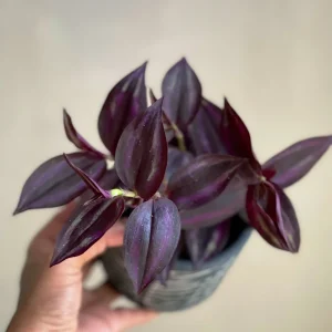 Purple Wandering Jew Live Plant - Easy Care Houseplant - Indoor/Outdoor - Image 3