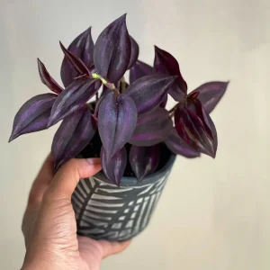 Purple Wandering Jew Live Plant - Easy Care Houseplant - Indoor/Outdoor - Image 1