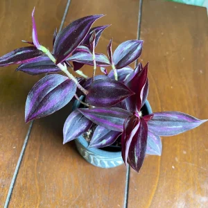 Purple Wandering Jew Live Plant - Easy Care Houseplant - Indoor/Outdoor - Image 4