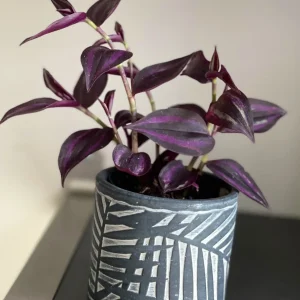 Purple Wandering Jew Live Plant - Easy Care Houseplant - Indoor/Outdoor - Image 6