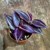 Purple Wandering Jew Live Plant - Tradescantia Zebrina - 2 inch Pot - Indoor Air Purifying Houseplant - Image 1