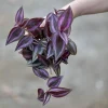 Purple Wandering Jew Live Plant - Tradescantia Zebrina - 4 inch Grow Pot - Indoor Houseplant - Image 1