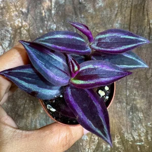 Purple Wandering Jew Live Plant - Tradescantia Zebrina - 2 inch Pot - Indoor Air Purifying Houseplant - Image 2