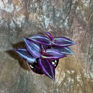 Purple Wandering Jew Live Plant - Tradescantia Zebrina - 2 inch Pot - Indoor Air Purifying Houseplant - Image 3