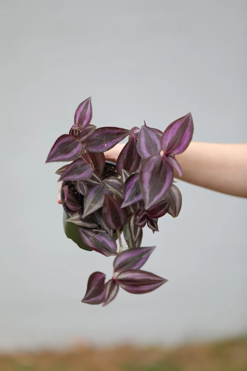 Purple Wandering Jew Live Plant - Tradescantia Zebrina - 4 inch Grow Pot - Indoor Houseplant - Image 3