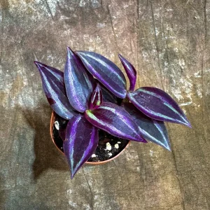 Purple Wandering Jew Live Plant - Tradescantia Zebrina - 2 inch Pot - Indoor Air Purifying Houseplant - Image 4