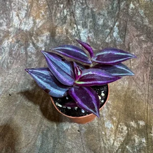 Purple Wandering Jew Live Plant - Tradescantia Zebrina - 2 inch Pot - Indoor Air Purifying Houseplant - Image 5