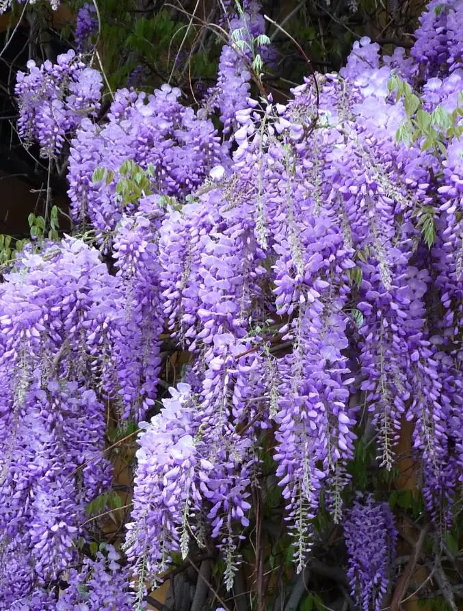 Purple Wisteria Live Plant Set - 2 Vines, 6-12" Tall, 3" Pot, Fragrant Blooms - Image 2