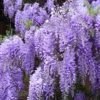 Purple Wisteria Sinensis Live Plant - 6-12" Tall, 3" Pot - Fragrant Vine - Image 1