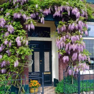 Purple Wisteria Sinensis Live Plant - 6-12