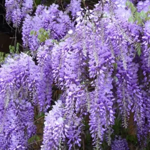 Purple Wisteria Sinensis Live Plant - 6-12" Tall, 3" Pot - Fragrant Vine - Image 1