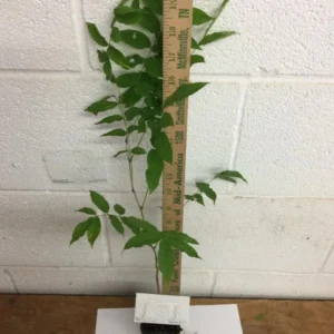 Purple Wisteria Sinensis Live Plant - 6-12