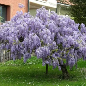 Purple Wisteria Vine Live Plant - 2.5